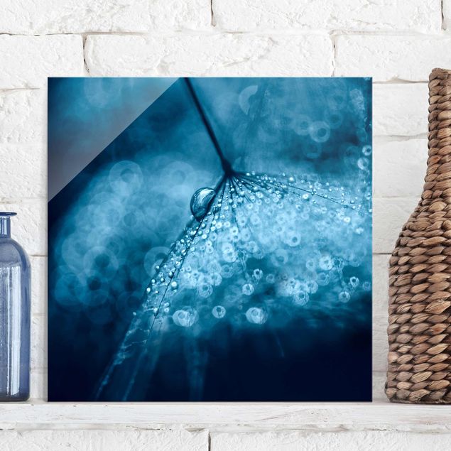 Obrazy na szkle dmuchawce Błękitny mniszek lekarski w deszczu