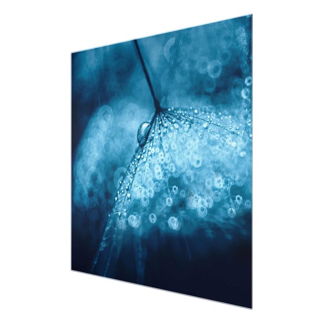 Obraz niebieski Błękitny mniszek lekarski w deszczu