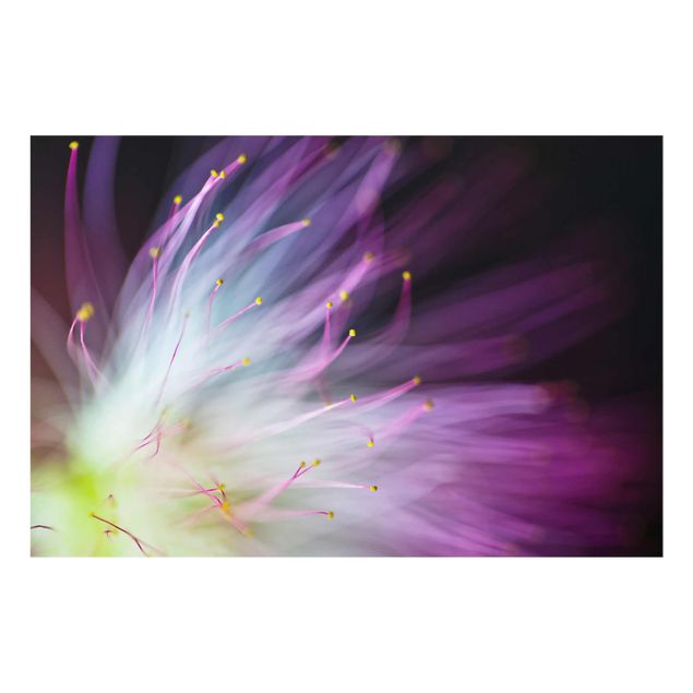 Obrazy motywy kwiatowe Pyłek