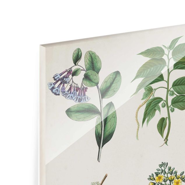 Obrazy z motywem kwiatowym Tablica do prezentacji roślin I