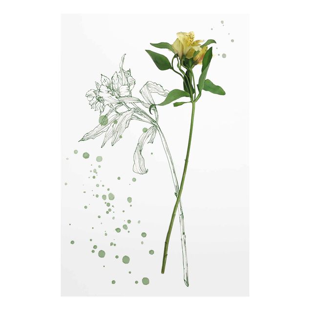 Obrazy motywy kwiatowe Akwarela botaniczna - Lilia