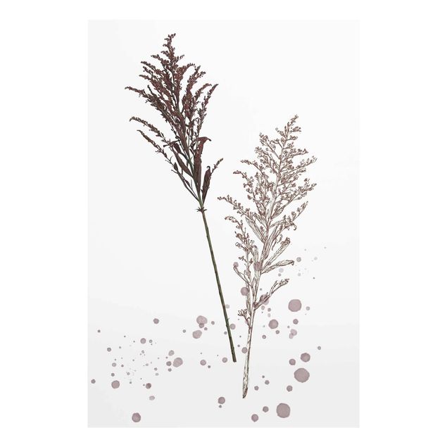 Obrazy z motywem kwiatowym Akwarela botaniczna - Kostrzewa trzcinowa