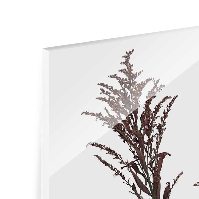Glas Magnetboard Akwarela botaniczna - Kostrzewa trzcinowa