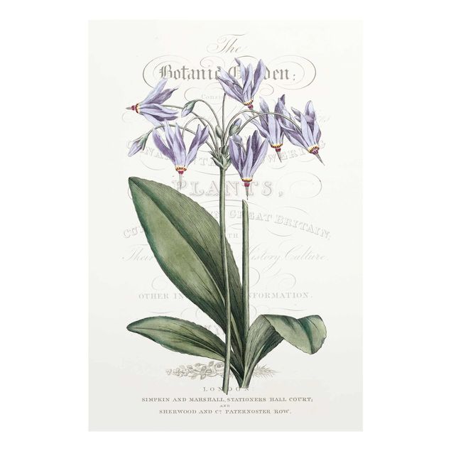 Nowoczesne obrazy Tablica botaniczna - Kwiat bogów