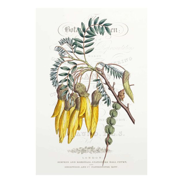 Nowoczesne obrazy Tablica botaniczna - drzewo sznurkowe