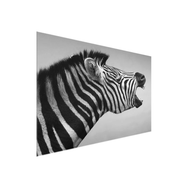 Zebra obraz Rycząca Zebra II