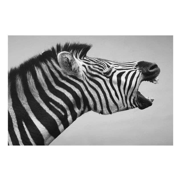 Obrazy na szkle zwierzęta Rycząca Zebra II