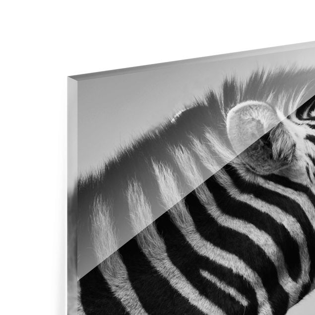 Obrazy Afryka Rycząca Zebra II