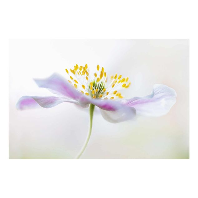 Obrazy z motywem kwiatowym Biały zawilec