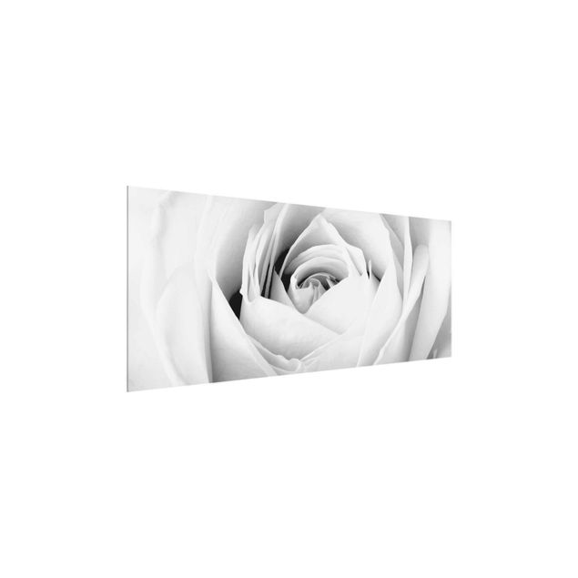 Czarno białe obrazki Róża z bliska