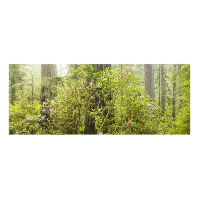 Obrazy nowoczesny Del Norte Coast Redwoods State Park Kalifornia