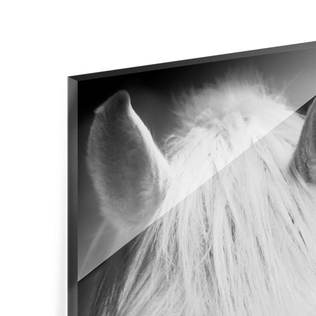 Obrazy na szkle czarno białe Marzenie o koniu