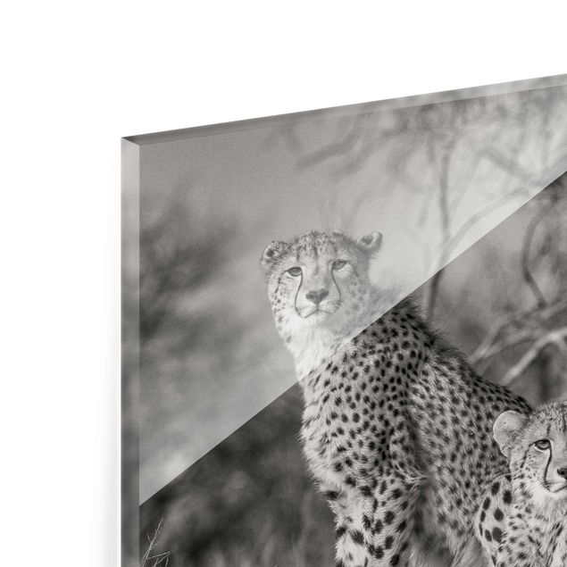 Czarno białe obrazy Trzy gepardy