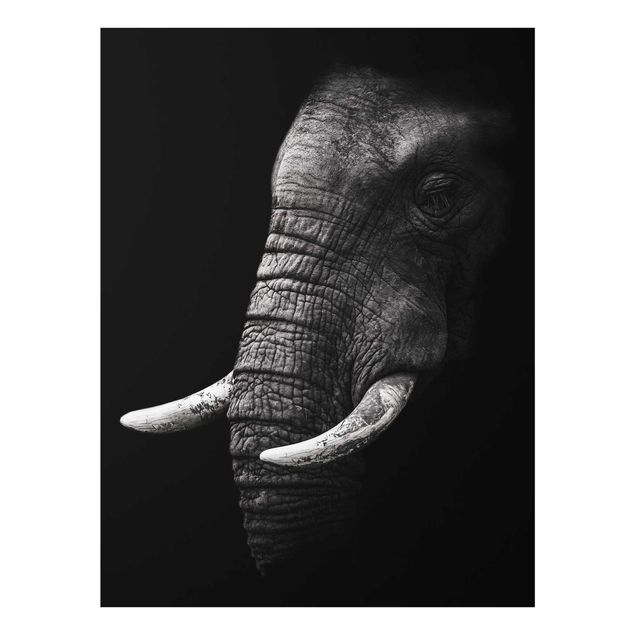 Obrazy na szkle zwierzęta Portret ciemnego słonia