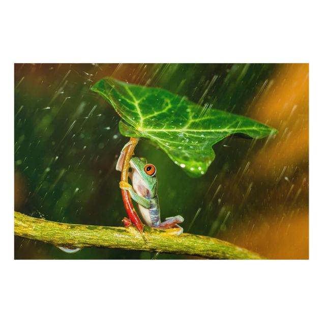 Nowoczesne obrazy Żaba w deszczu