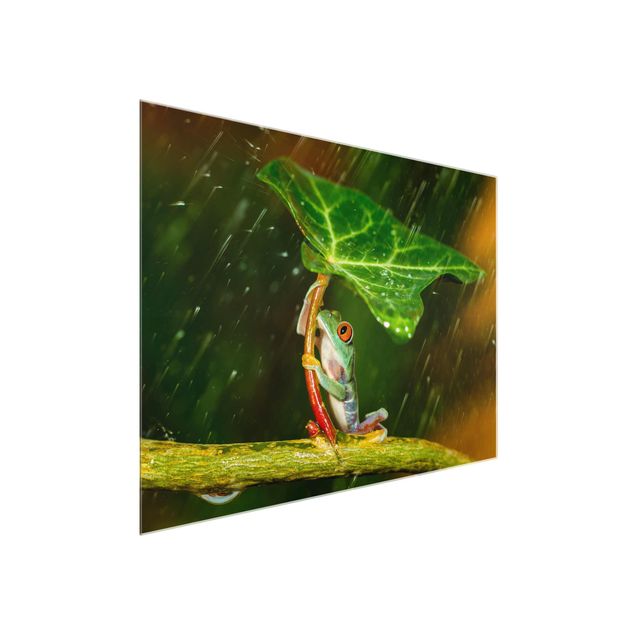 Obrazy do salonu nowoczesne Żaba w deszczu