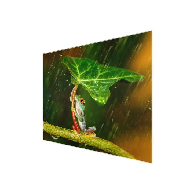 Zwierzęta obrazy Żaba w deszczu