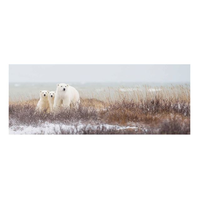 Nowoczesne obrazy do salonu Niedźwiedzica polarna i jej młode