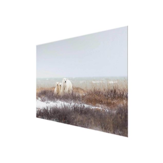 Obrazy nowoczesny Niedźwiedzica polarna i jej młode