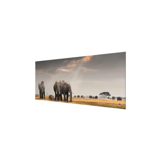 Obrazy na szkle krajobraz Słonie sawanny