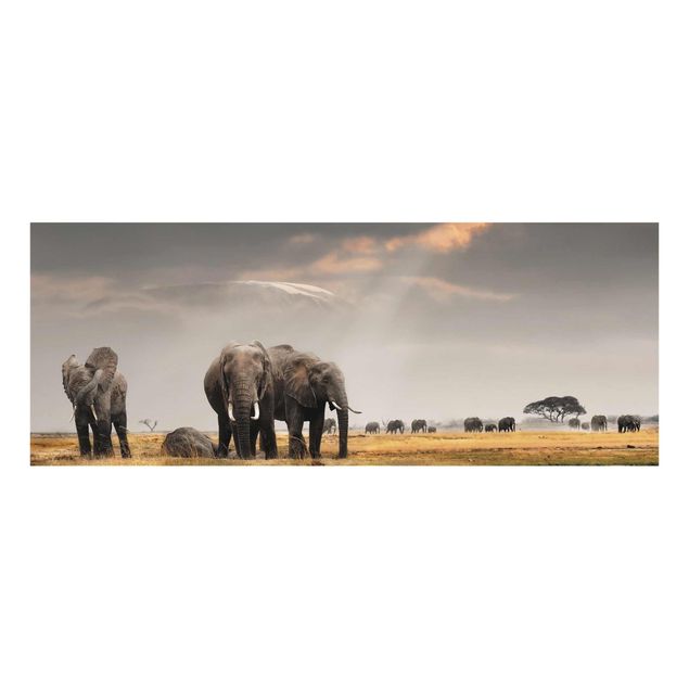 Obrazy na szkle zwierzęta Słonie sawanny