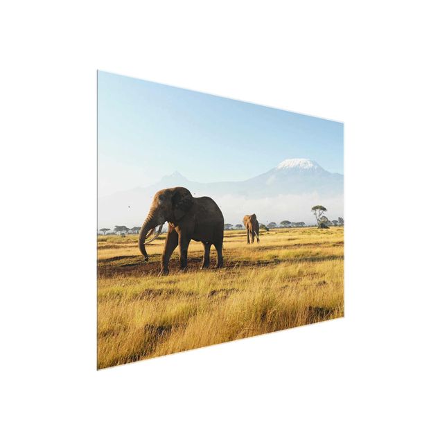 Obrazy na szkle góra Słonie na tle Kilimandżaro w Kenii