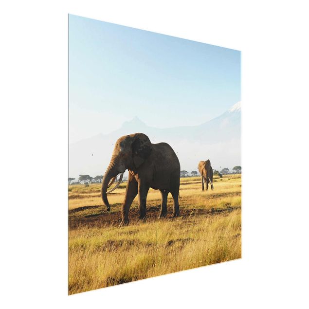 Obrazy na szkle krajobraz Słonie na tle Kilimandżaro w Kenii