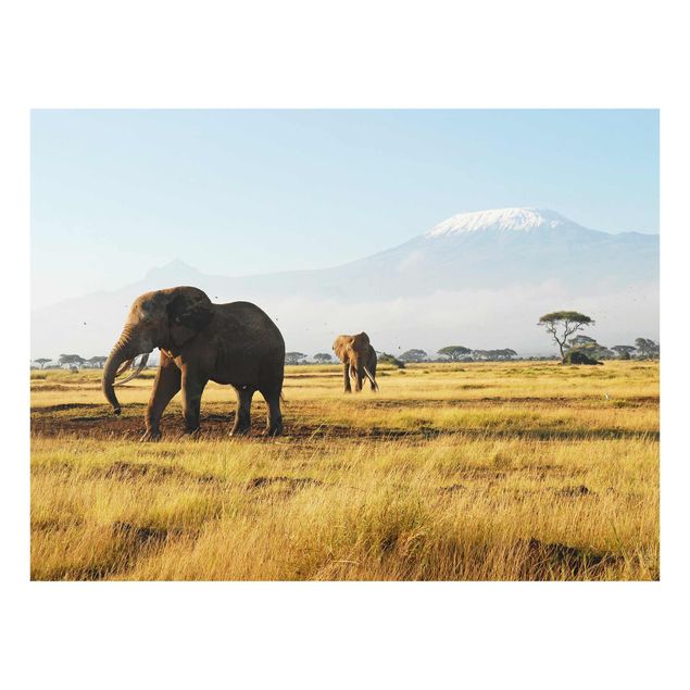 Obrazy na szkle zwierzęta Słonie na tle Kilimandżaro w Kenii