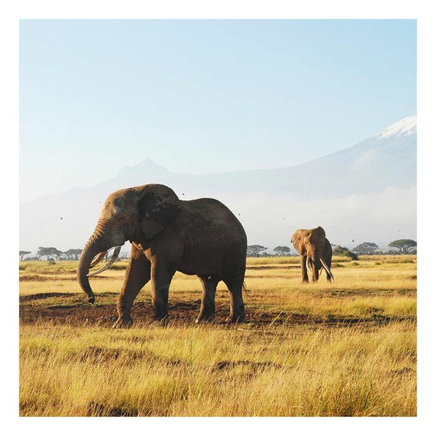Obrazy na szkle zwierzęta Słonie na tle Kilimandżaro w Kenii