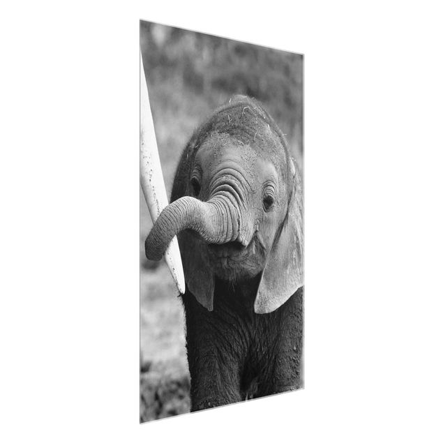 Obrazy na szkle zwierzęta Baby słoń