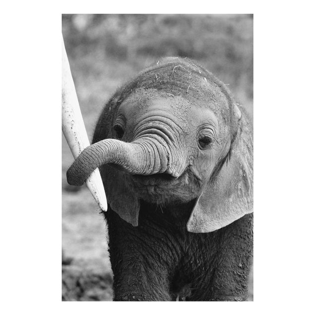 Nowoczesne obrazy do salonu Baby słoń