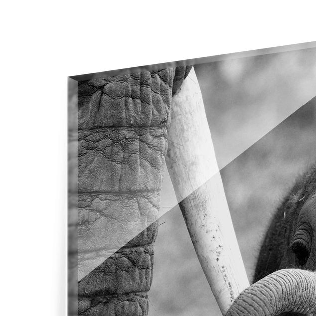 Obrazy ze zwierzętami Baby słoń