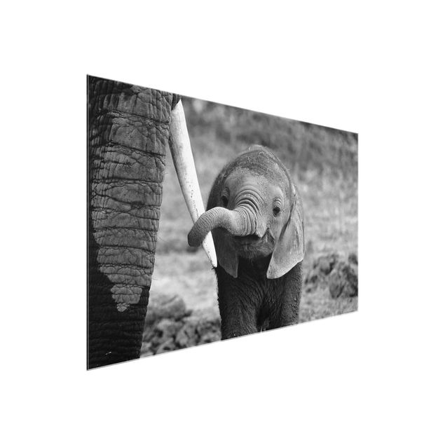 Obrazy na szkle zwierzęta Baby słoń