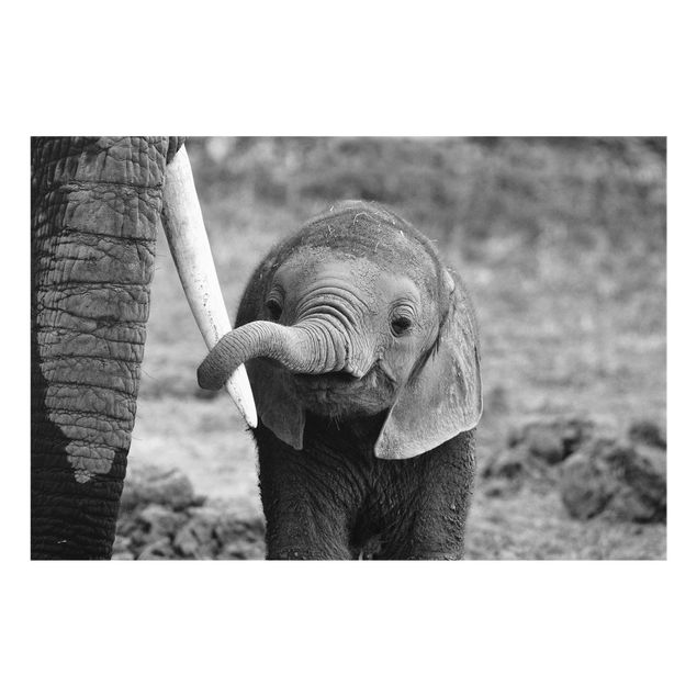Nowoczesne obrazy do salonu Baby słoń