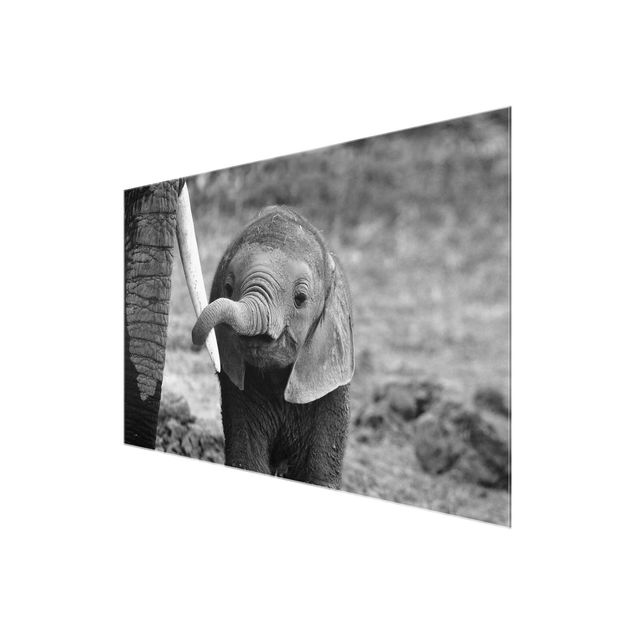 Obrazy nowoczesny Baby słoń