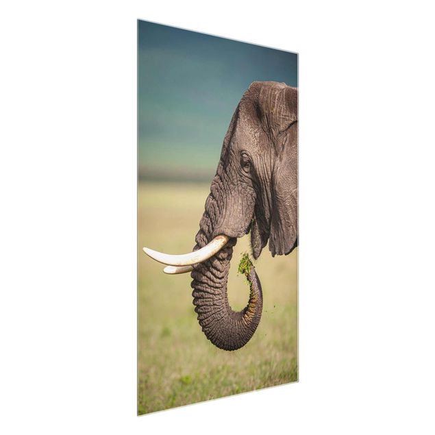 Obrazy na szkle zwierzęta Karmienie słoni w Afryce