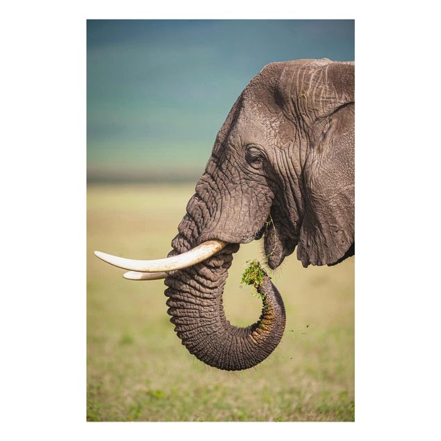 Nowoczesne obrazy do salonu Karmienie słoni w Afryce