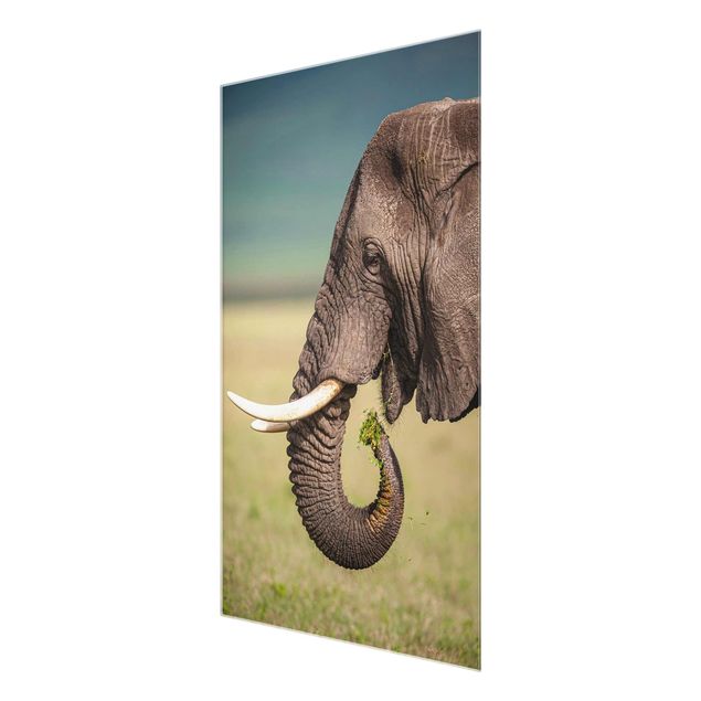 Obrazy nowoczesny Karmienie słoni w Afryce