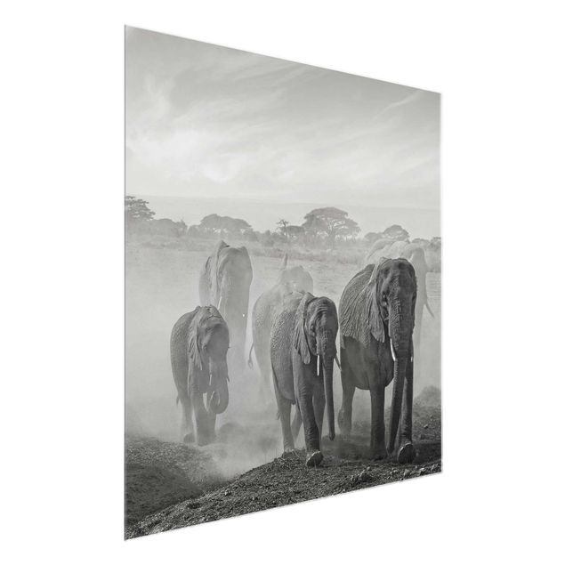 Obrazy na szkle krajobraz Stado słoni