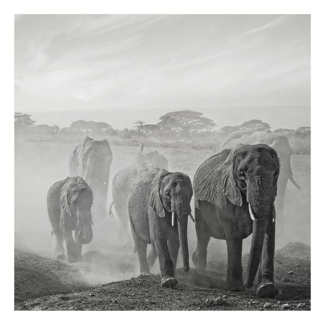 Obrazy na szkle zwierzęta Stado słoni