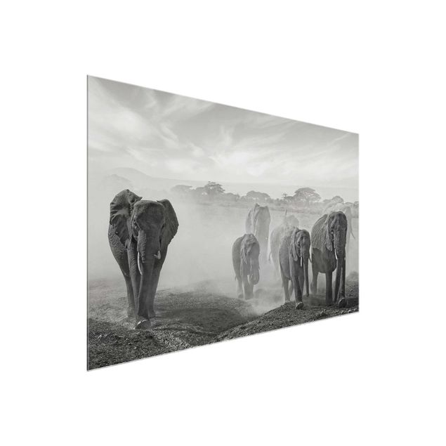 Obrazy na szkle krajobraz Stado słoni
