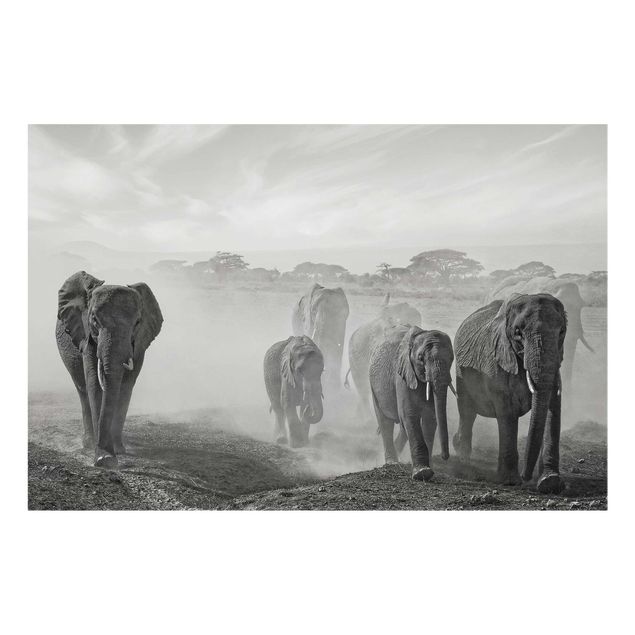 Obrazy na szkle zwierzęta Stado słoni