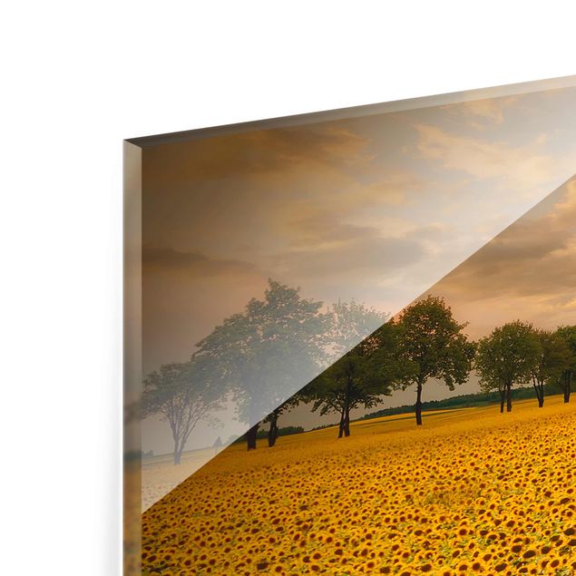 Obrazy krajobraz Pole z słonecznikami