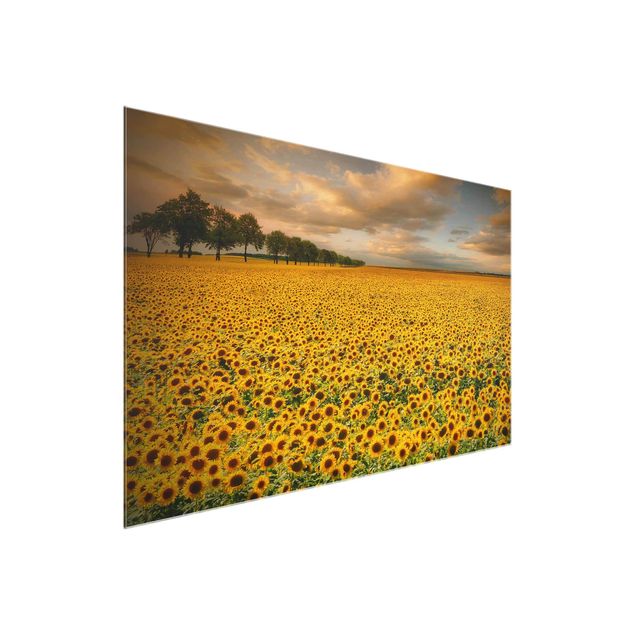 Obrazy na szkle krajobraz Pole z słonecznikami