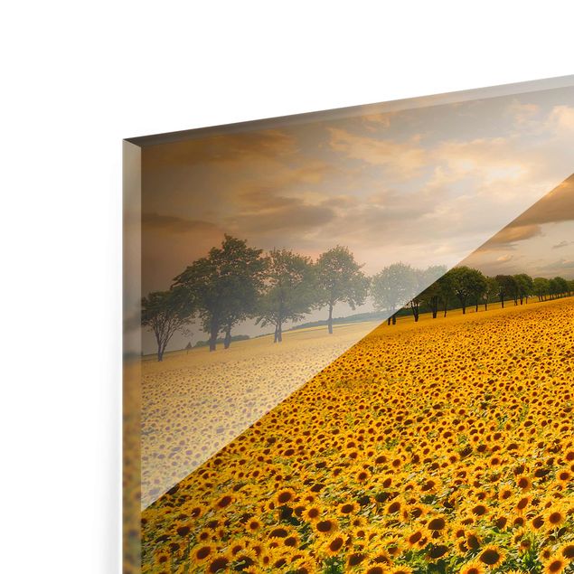 Obrazy krajobraz Pole z słonecznikami