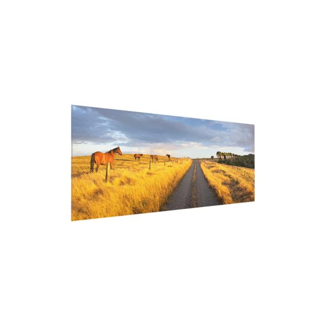 Obrazy na szkle krajobraz Droga polna i konie w promieniach wieczornego słońca