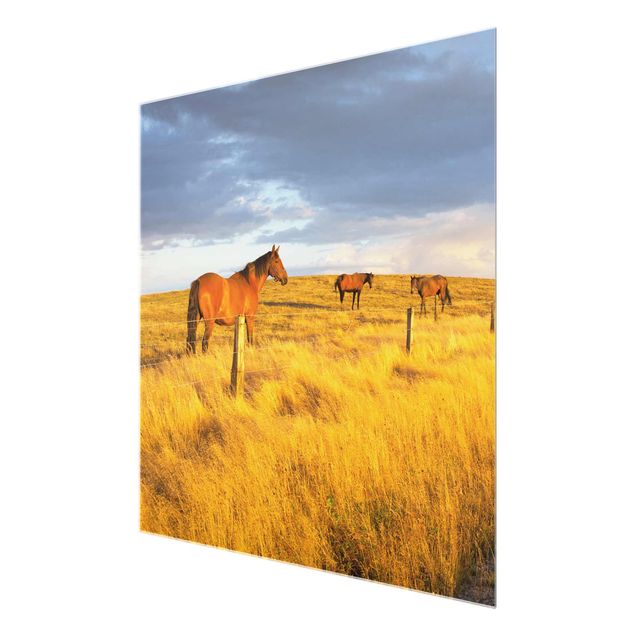 Obrazy do salonu Droga polna i konie w promieniach wieczornego słońca