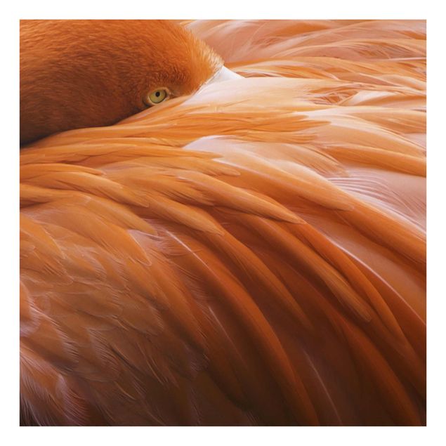 Nowoczesne obrazy do salonu Pióra flaminga