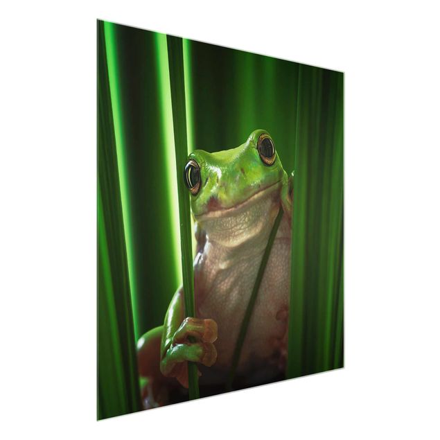 Obrazy do salonu nowoczesne Wesoła żaba