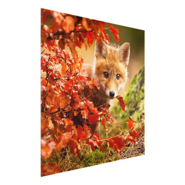 Obrazy na szkle zwierzęta Lis jesienią